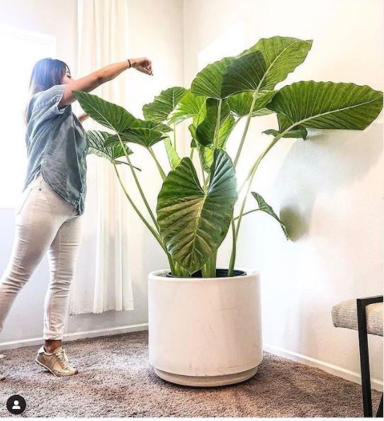 植物
